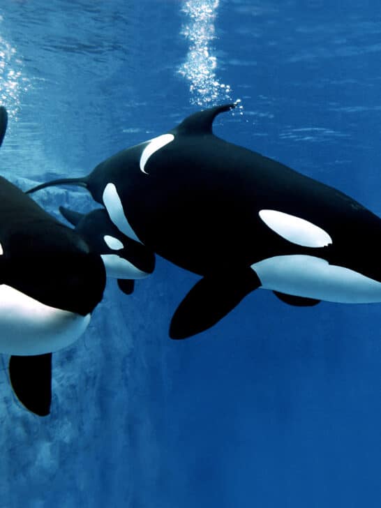 Are Orcas Sexist?