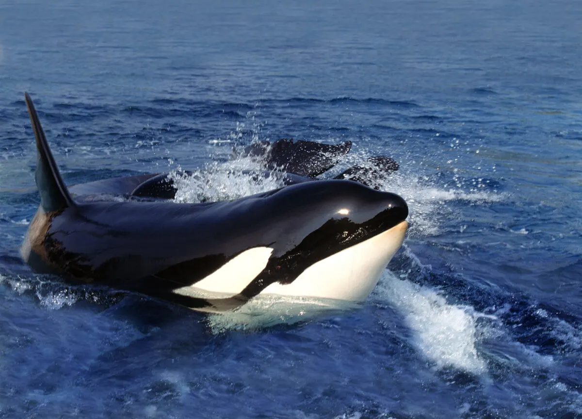 Orca Tail Slaps a Stingray for Fun