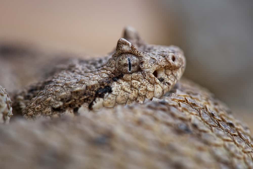 sidewinder rattlesnake