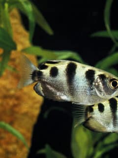 hunting techniques of archerfish