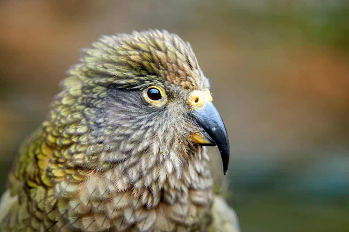 kakapo narrowly escapes extinction