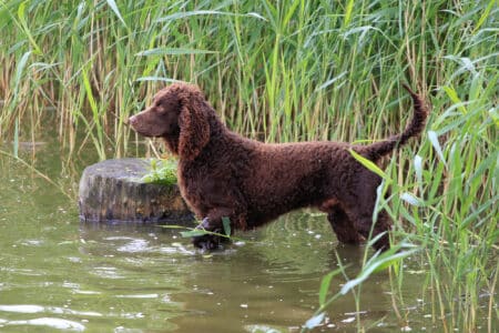 Everything You Need to Know About The American Water Spaniel &ndash; Wisconsin&rsquo;s Official State Dog