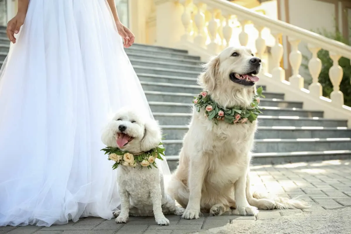 dogs at wedding
