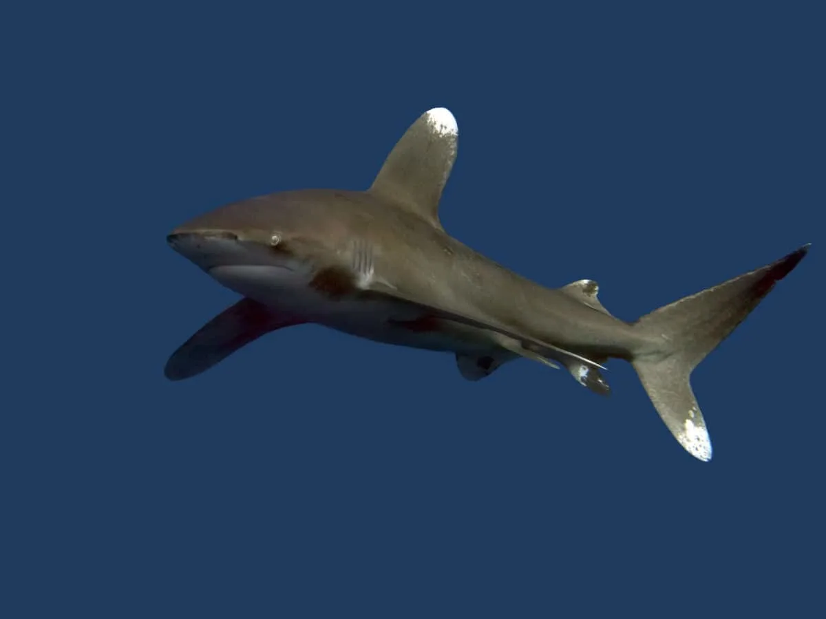 Oceanic white-tip shark