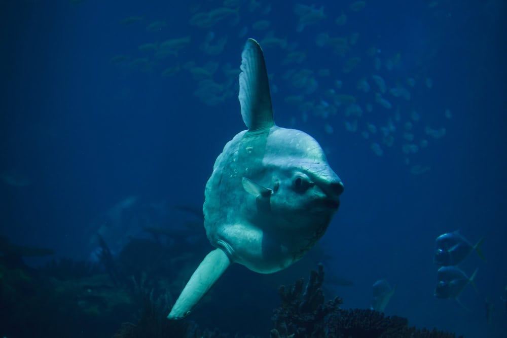 Ocean sunfish (Mola mola)