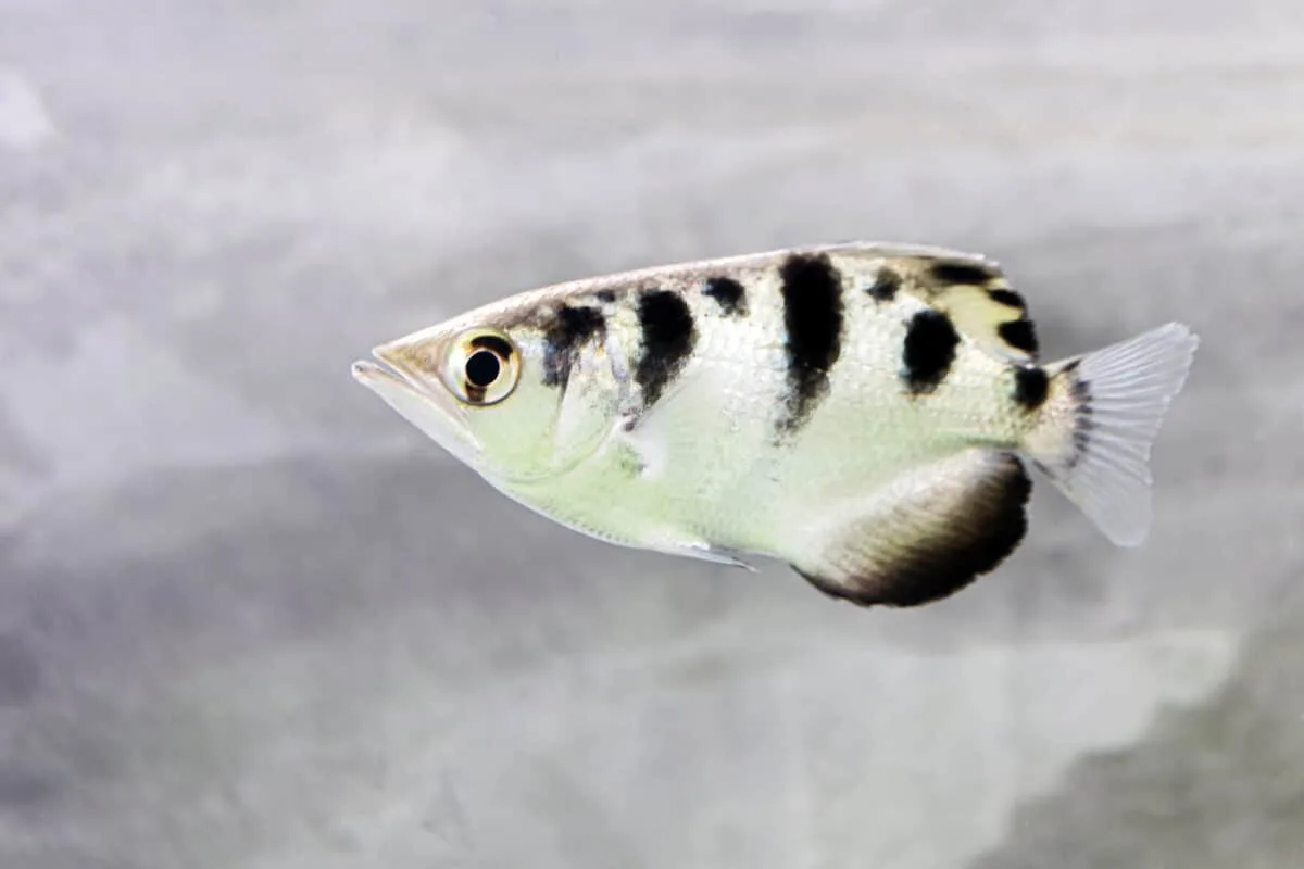 hunting techniques of archerfish