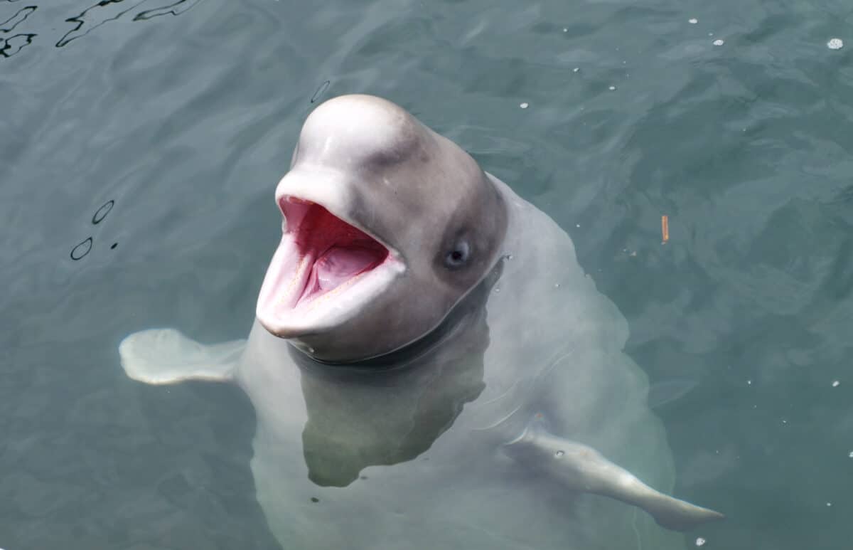 Beluga Whale Save iPhone