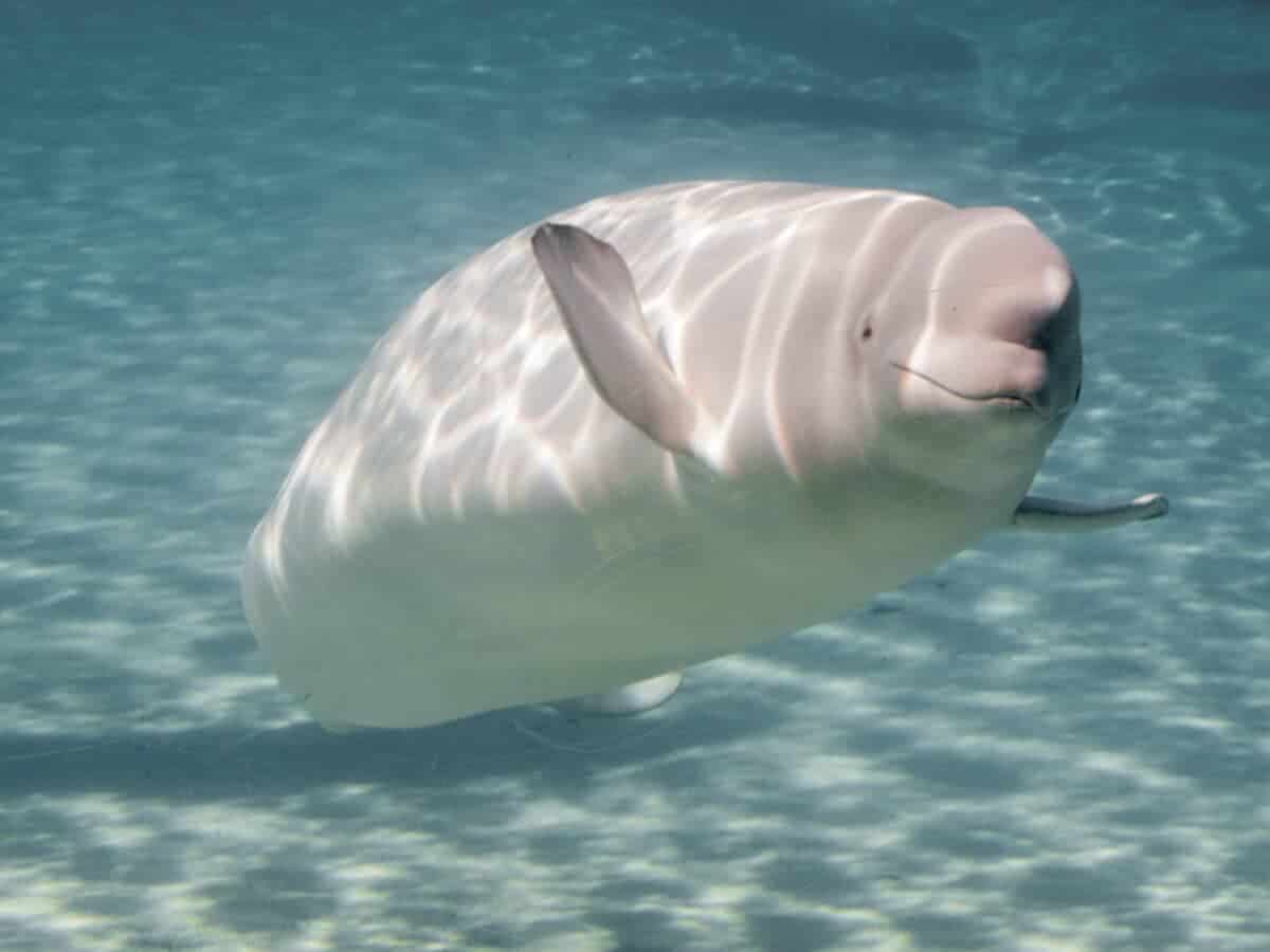 Beluga Whale Save iPhone