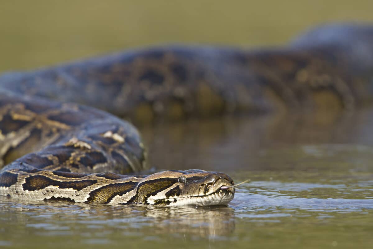 swimming anaconda