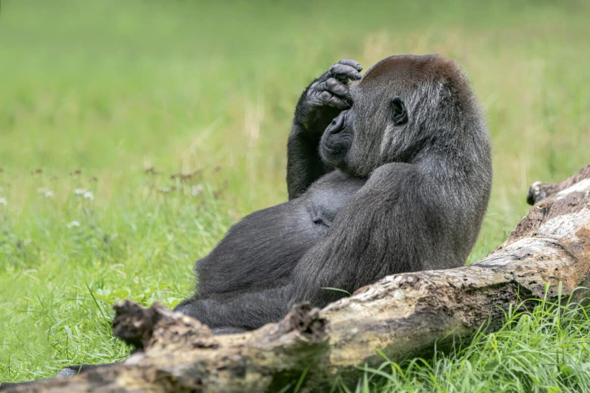 Baby Gorillas Stand Their Ground.