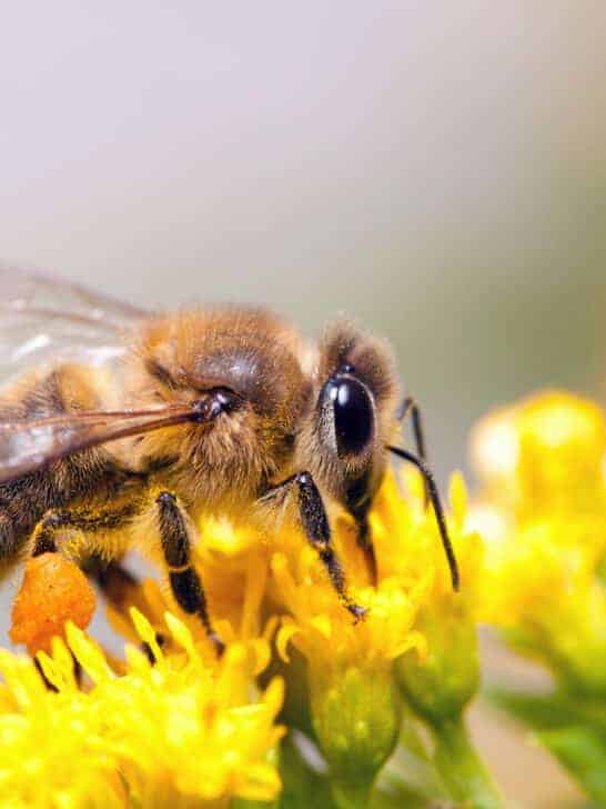 Buzzing Bees Emit A Healing Vibrational Frequency