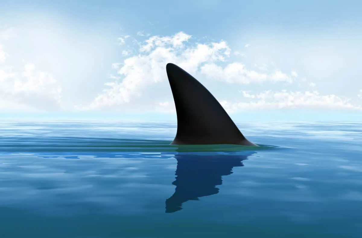 shark attacks on long island