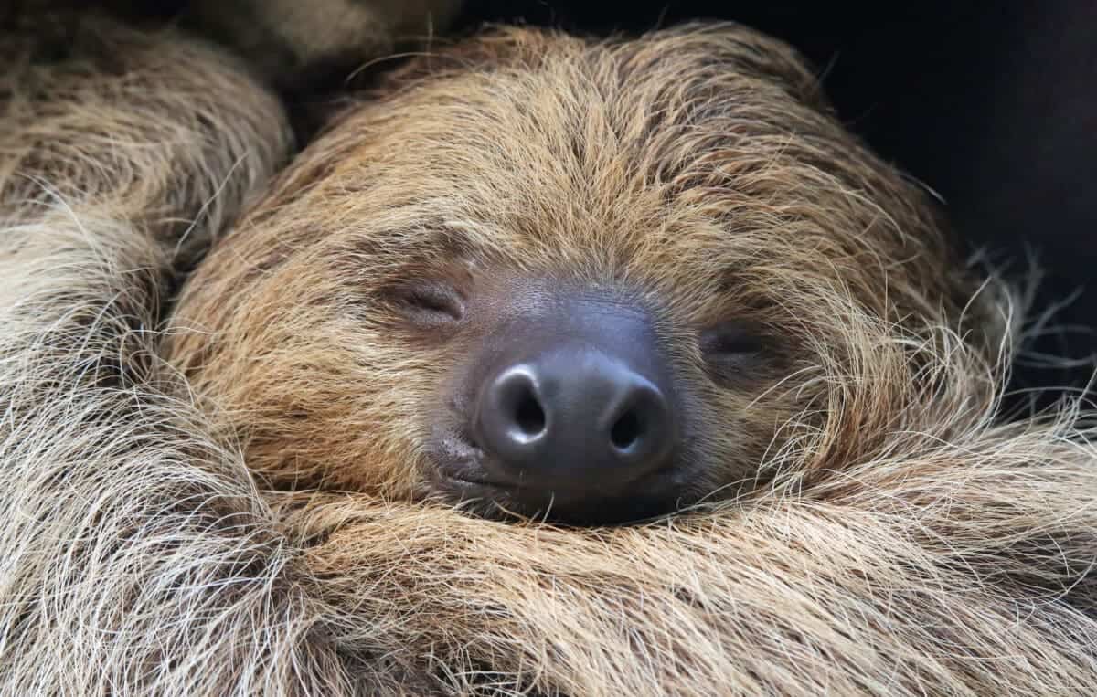 Sloth Mom Extends Hand to Photographer