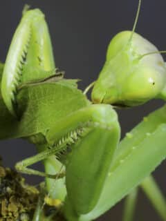 sexual cannibalism in female praying mantis
