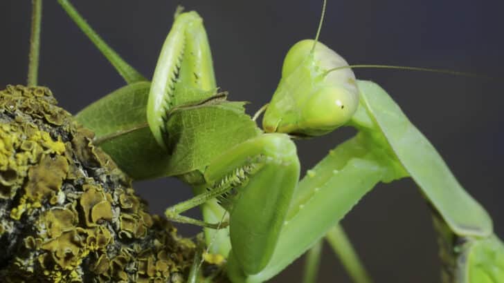 sexual cannibalism in female praying mantis