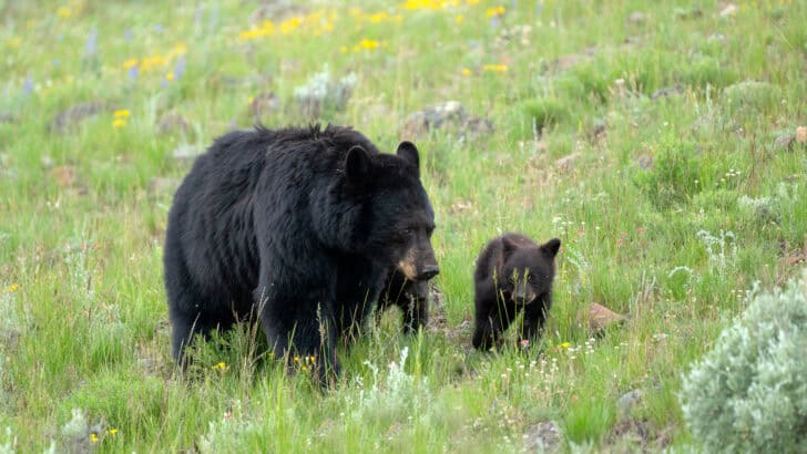 30 U.S. States Where Bears Still Roam Wild and Free
