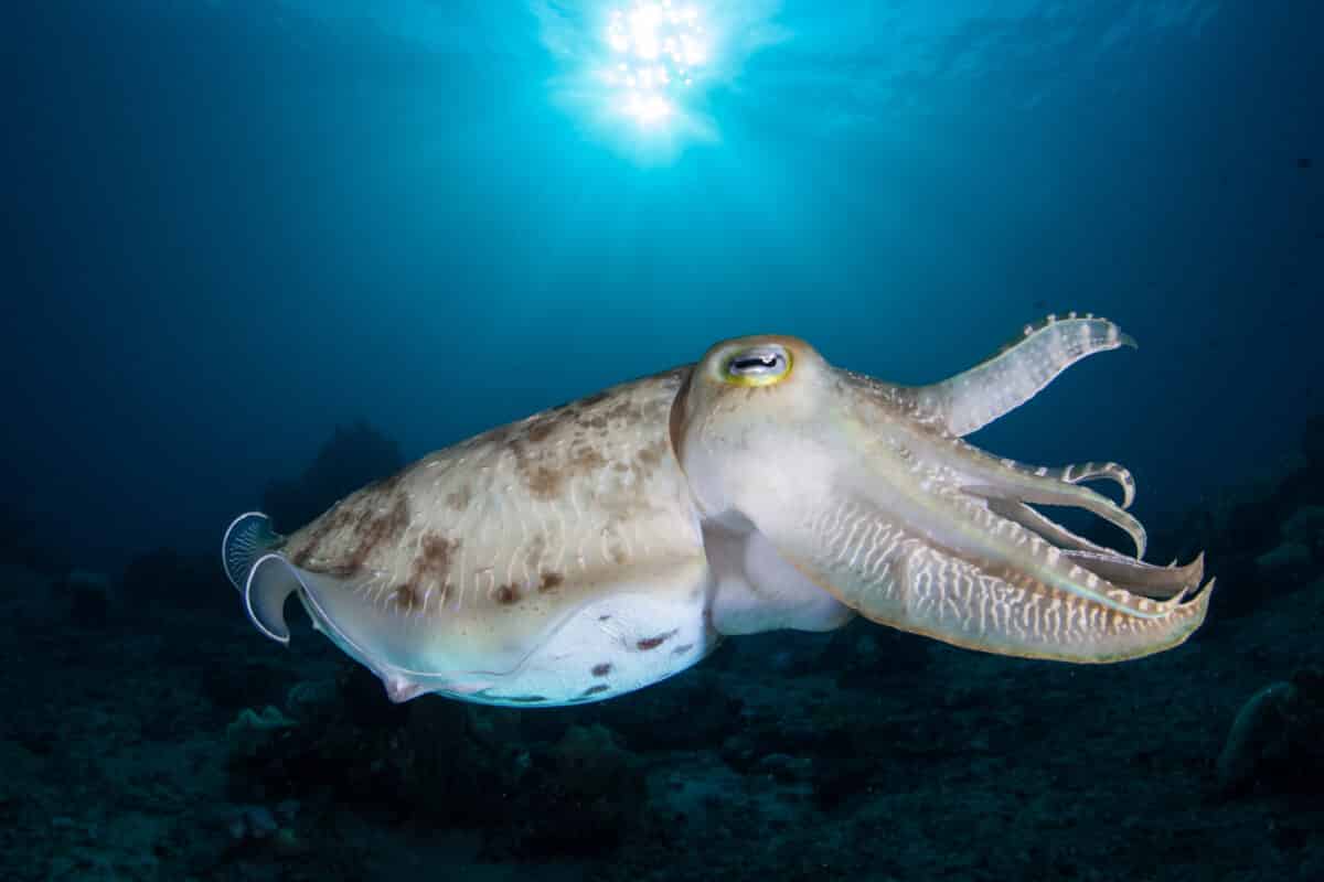 Camouflage abilities of the cuttlefish