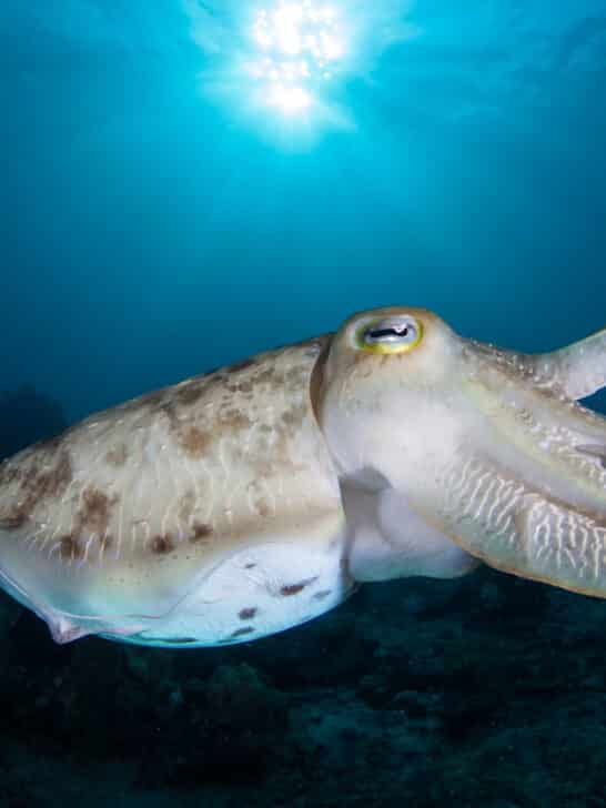 Largest Cuttlefish Ever Recorded