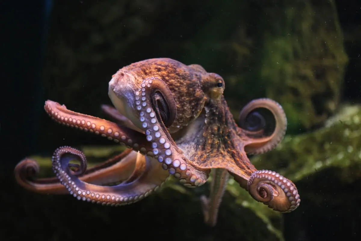 Hidden World of Ocean Camouflage
