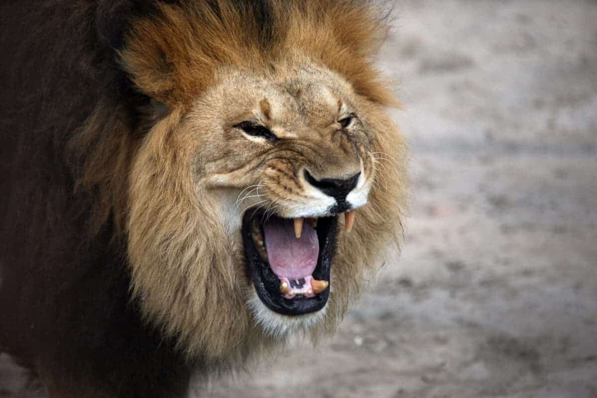 Ranger Wakes Up By a Lion Staring at Him