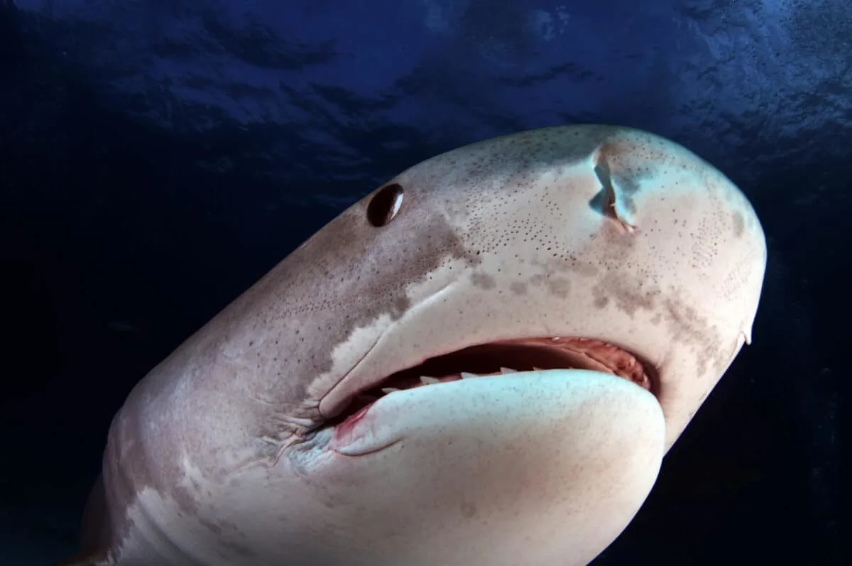 shark attacks on long island