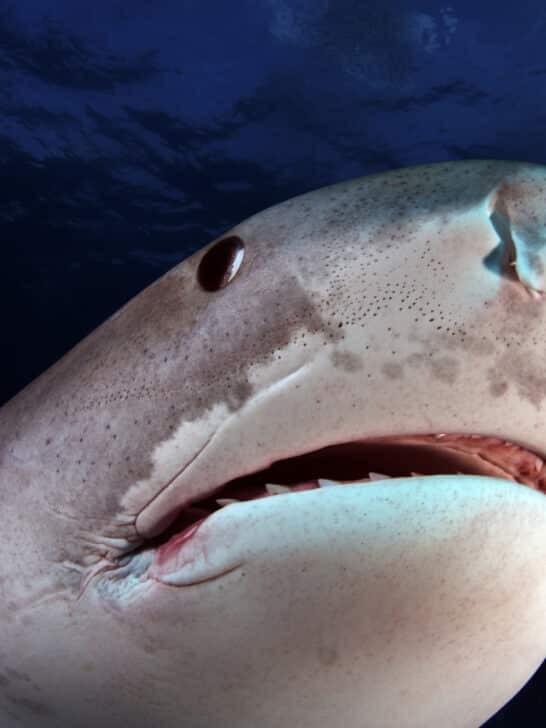 Russian Swimmer&rsquo;s Last Seconds in a Shocking Shark Attack