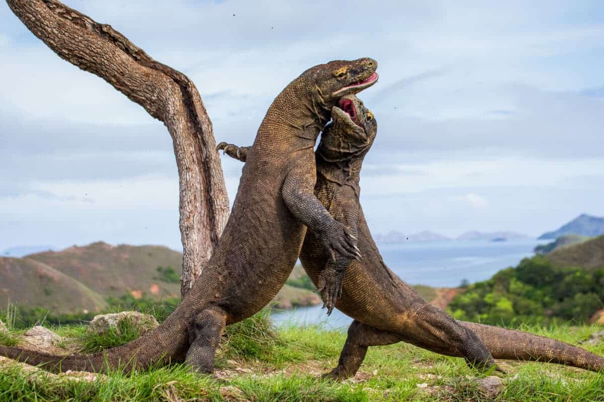 komodo dragons fighting