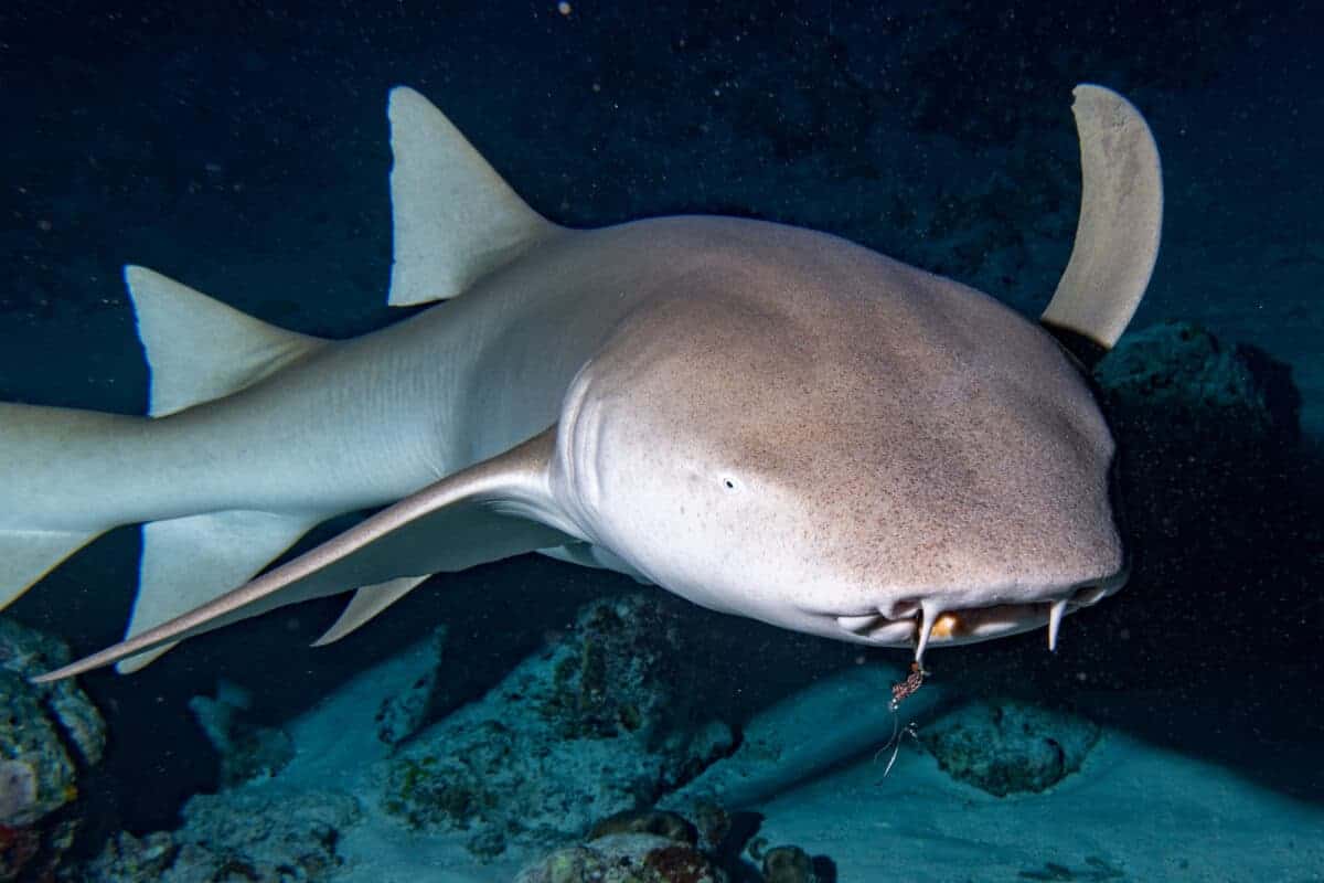 portrait of nurse shark