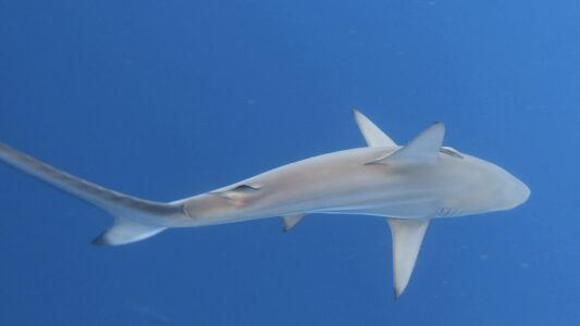 Can Sharks Make Sounds?