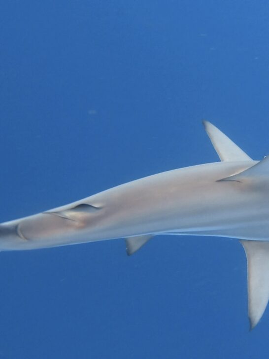 Can Sharks Make Sounds?