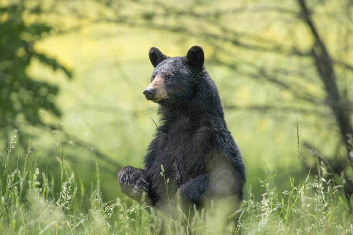 Explore Illinois's Black Bear Population