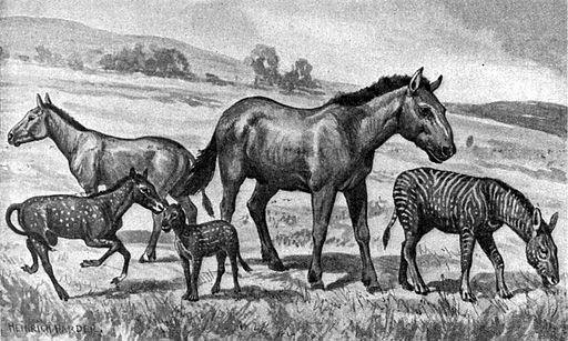 The Origin of Horses