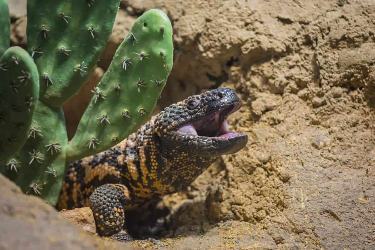 Gila Monster Bite