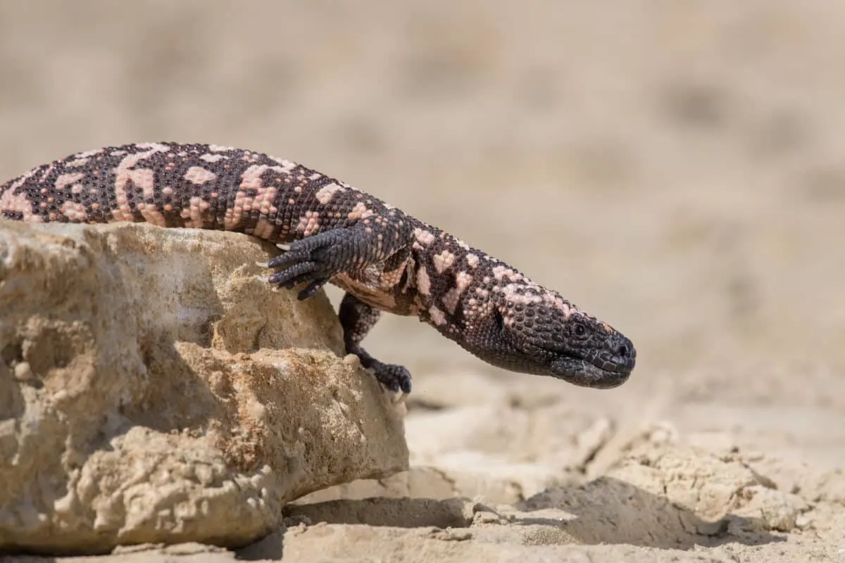 Gila Monster Bite