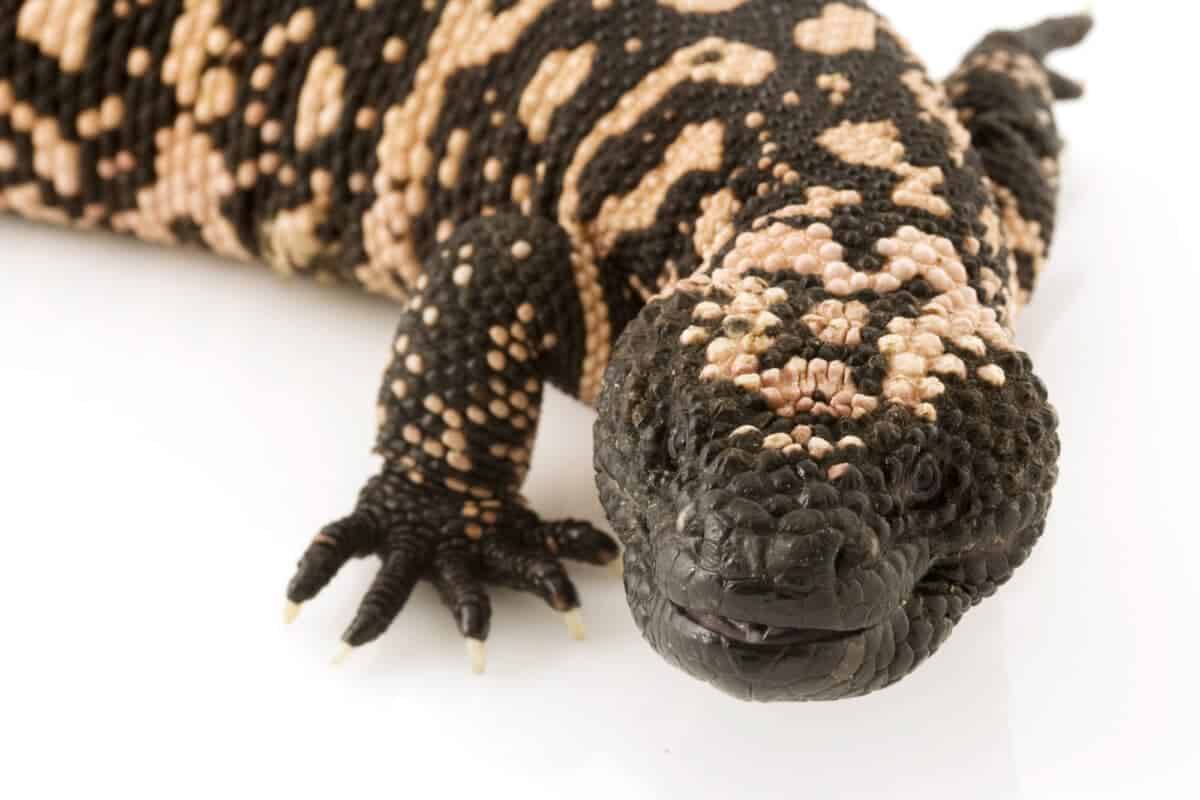 Gila Monster Bite