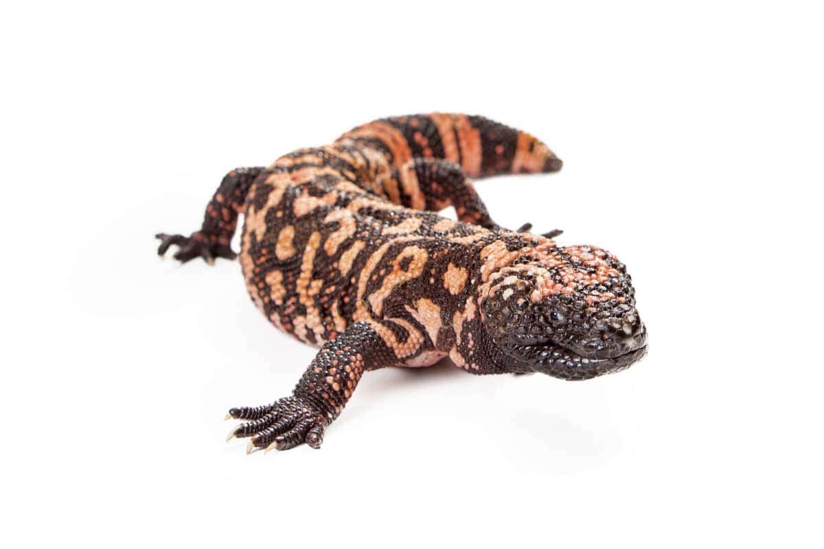 Gila Monster Bite