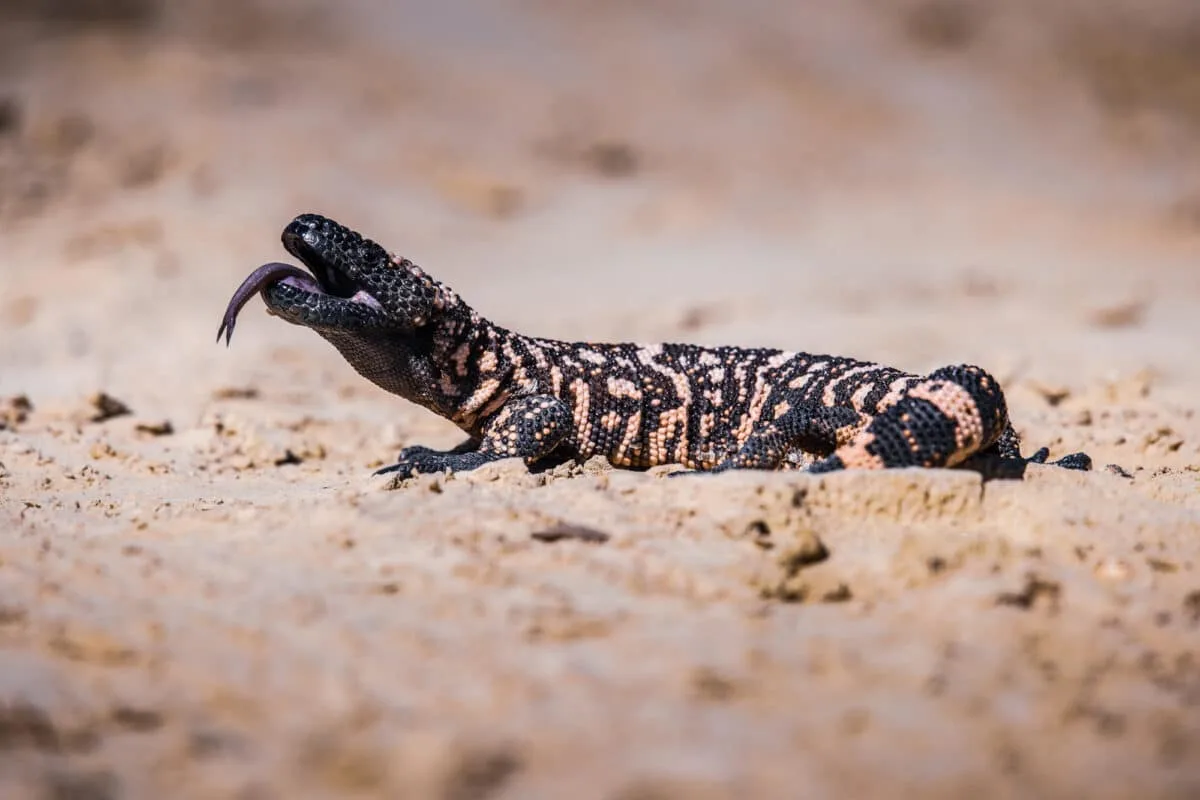 Gila Monster Bite