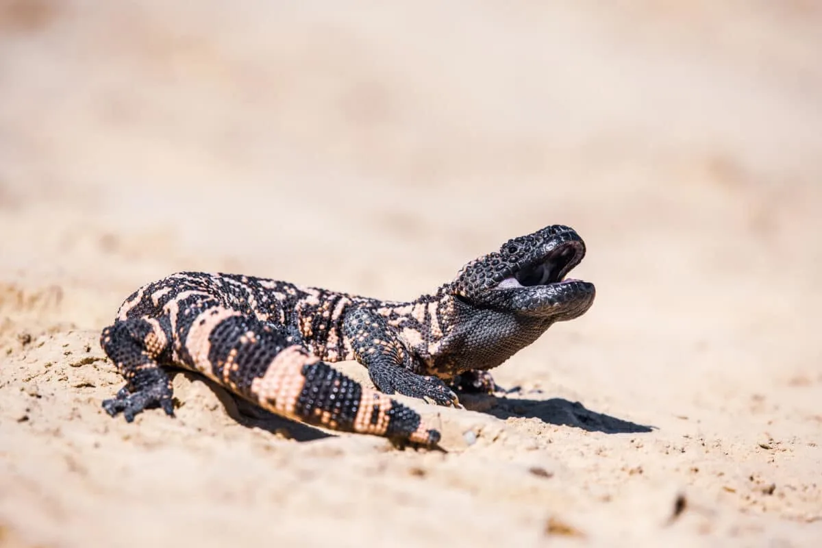 Gila Monster Bite