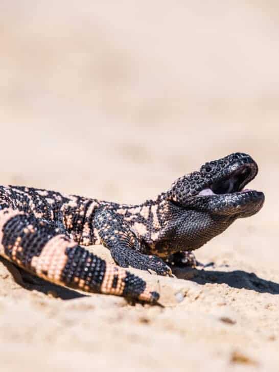 Meet The 10 Most Popular Animals Of Nevada