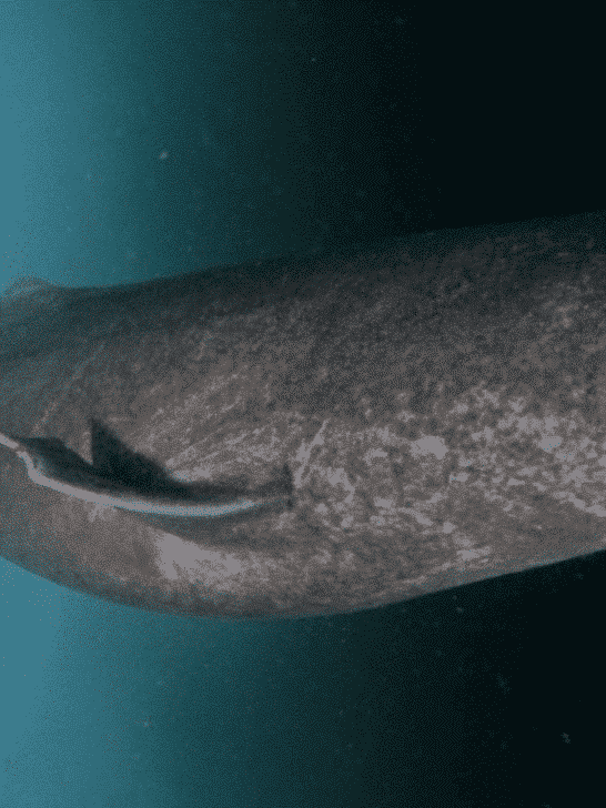 Observe the Longest Lived Species of Shark: The Greenland Shark