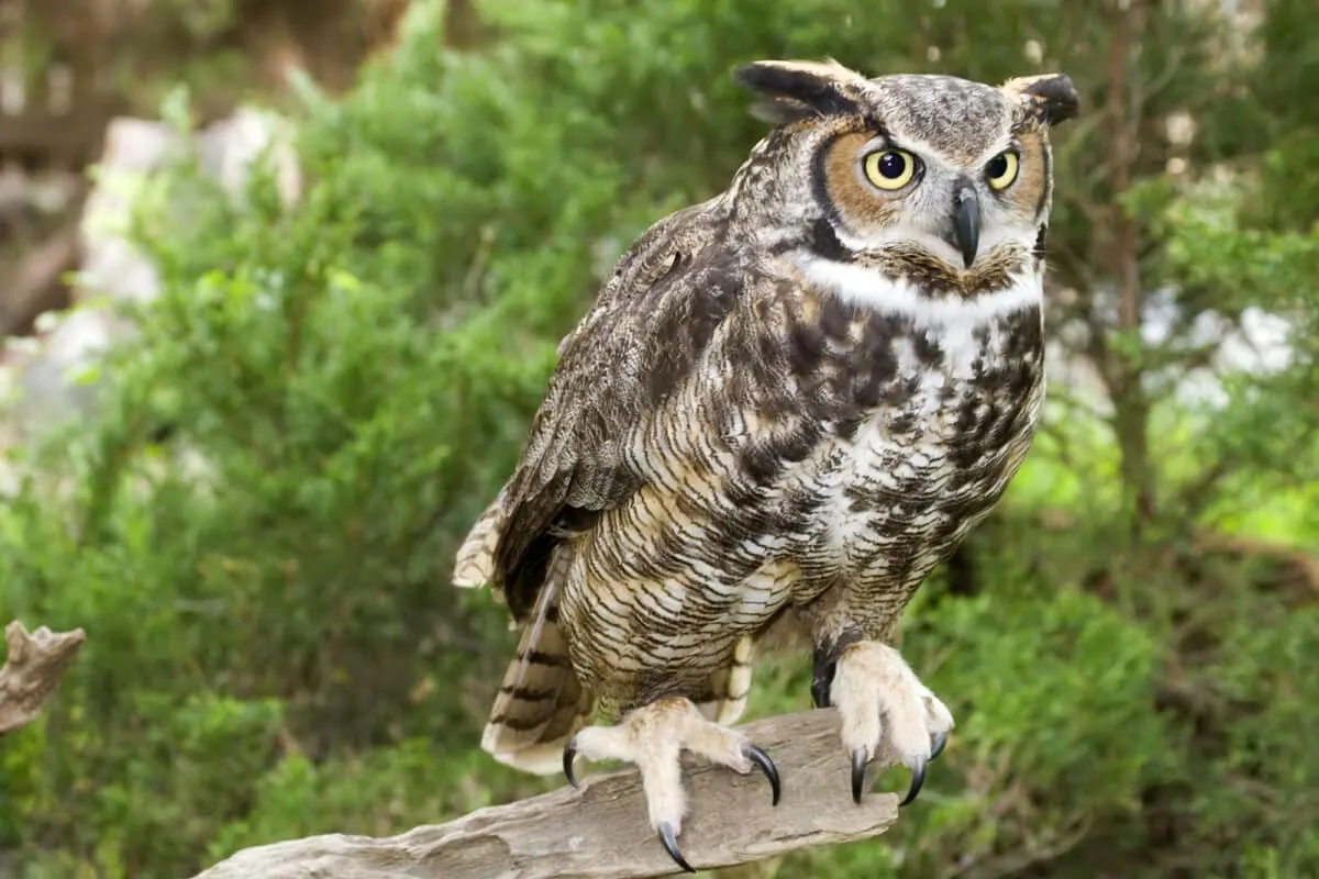 Horned Owls