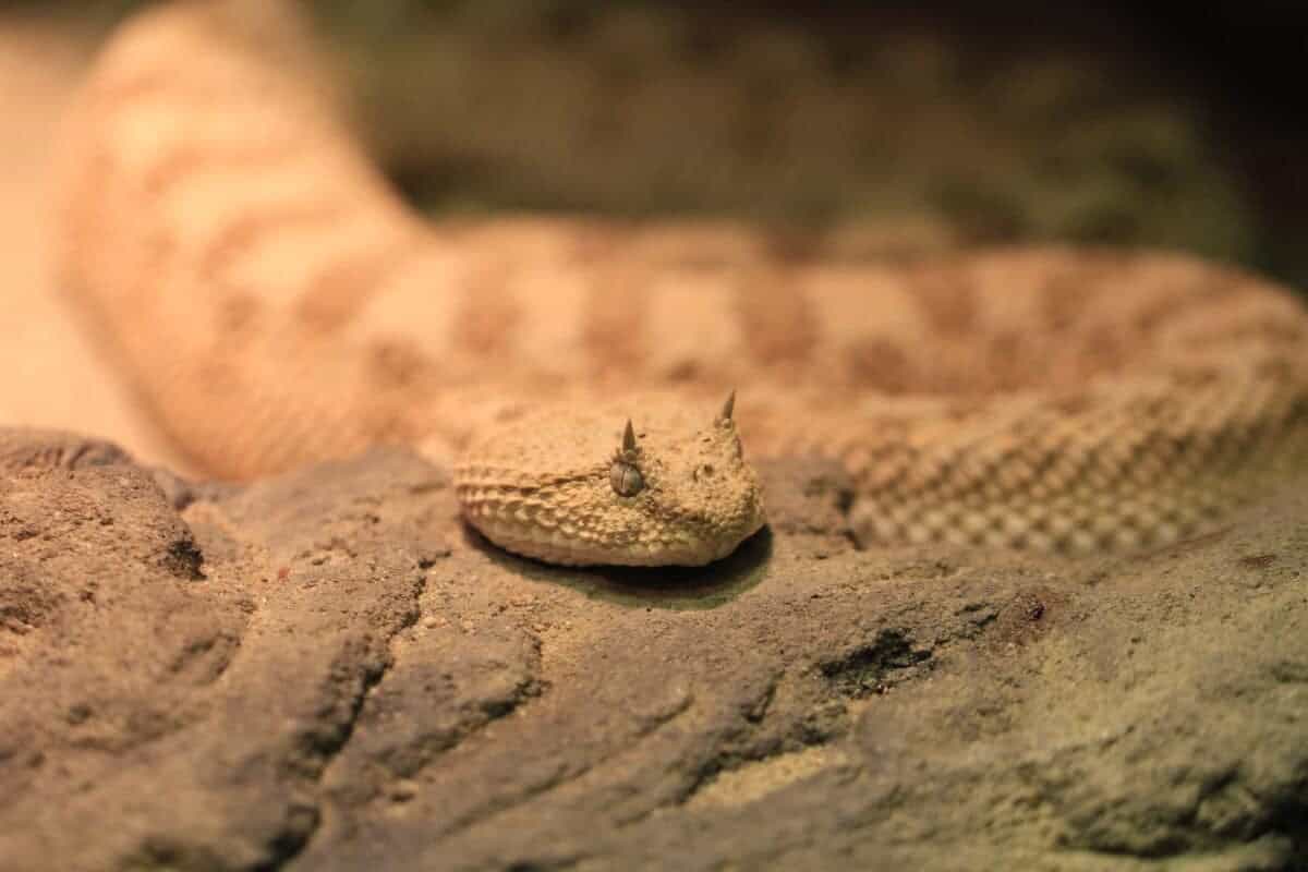 Horned Viper Snake Bite