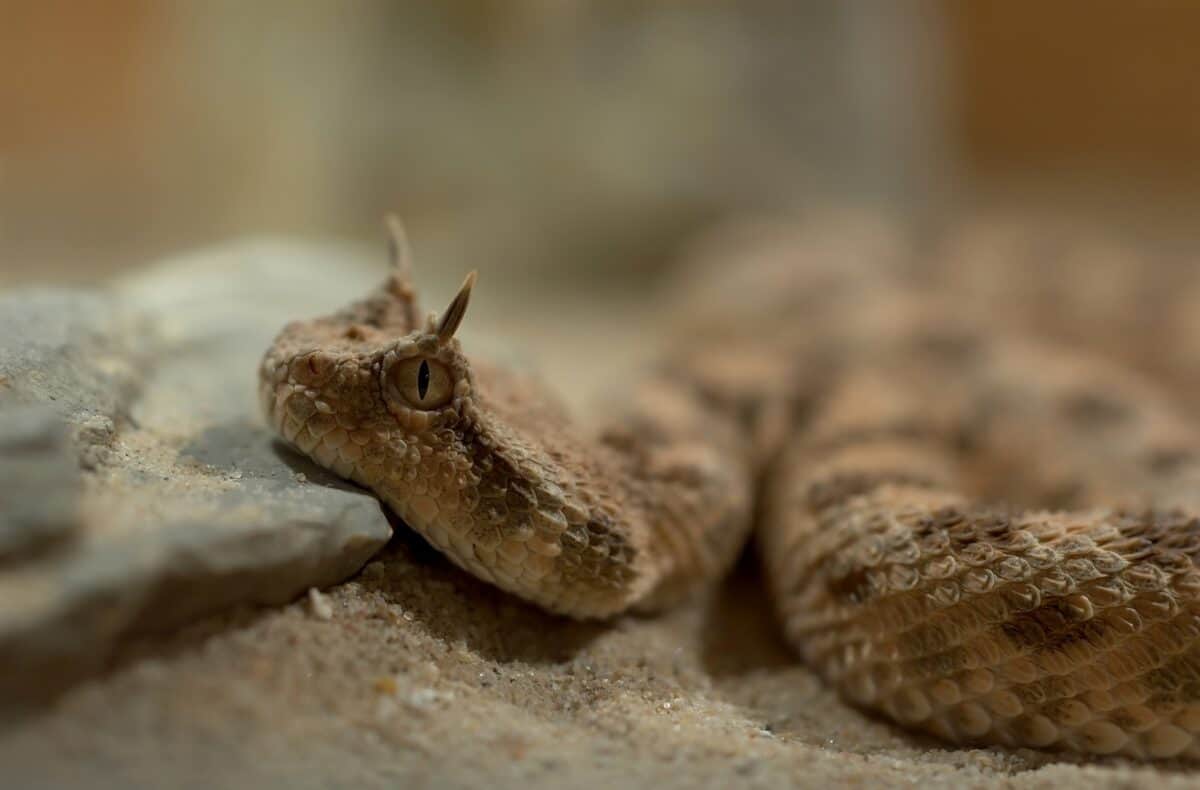 Horned Viper Snake Bite
