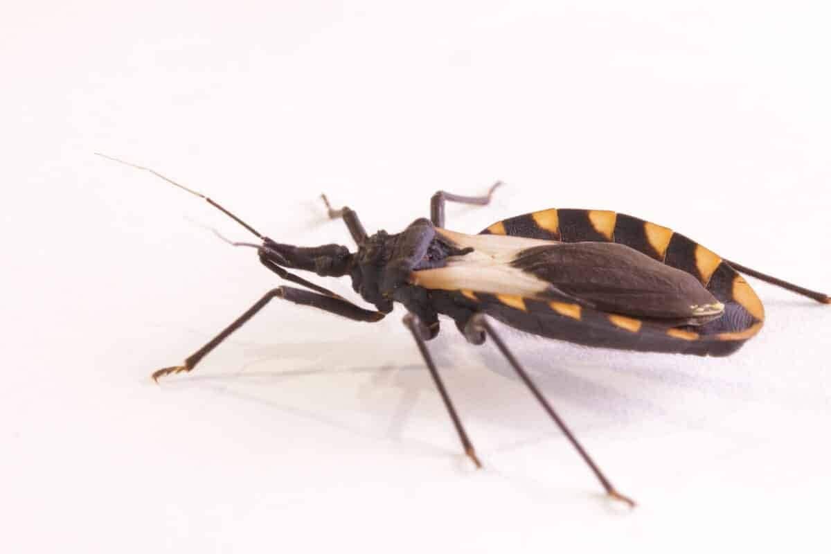 Kissing Bug