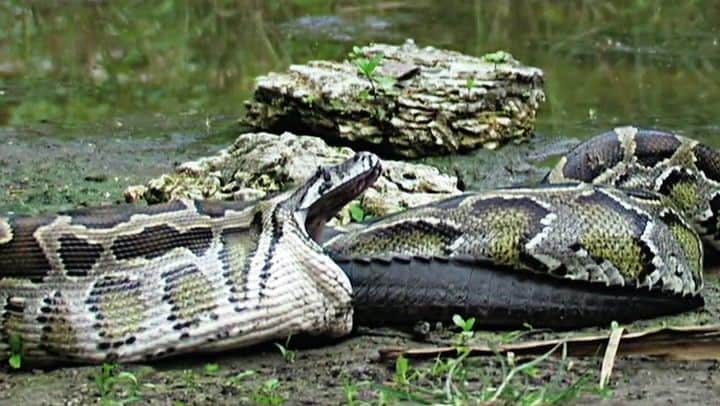 Python Eats Alligator 