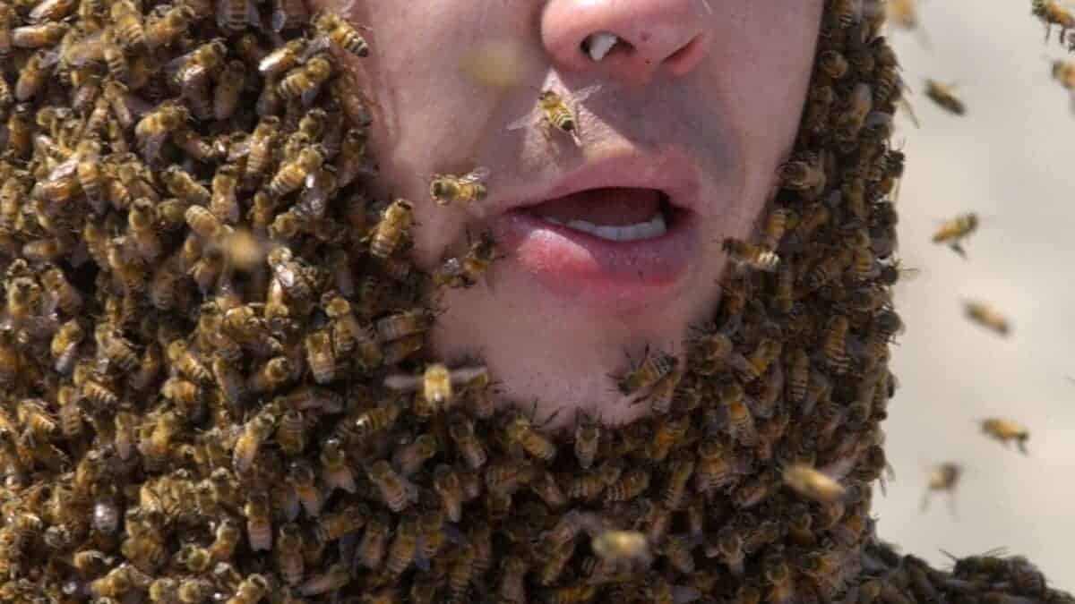 Man Gets Attacked by Bees in LA