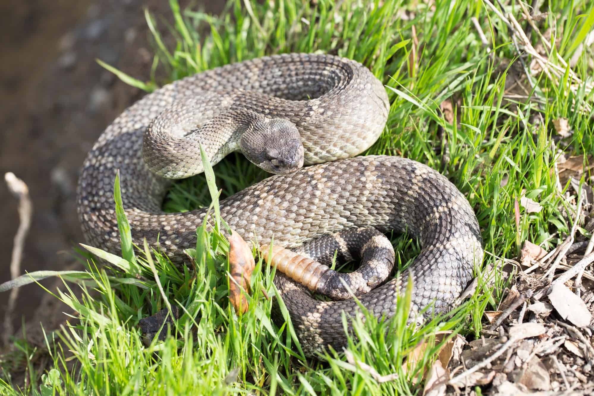 Northern Pacific Rattlesnake
