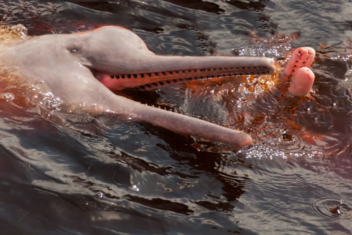 Pink Dolphin