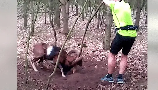 Jogger Rescues a Mouflon