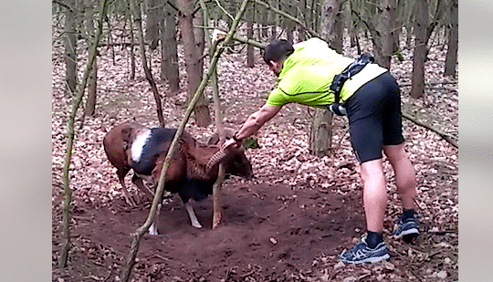 Jogger Rescues a Mouflon